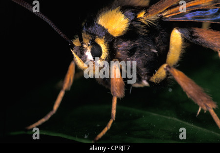 Hornet moth (Sesia apiformis) su ivy. Foto Stock