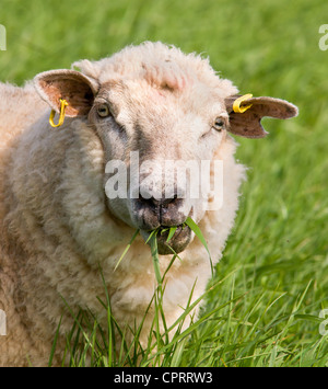 Ritratto di una pecora masticare erba lunga in un campo di Mendip Hills Somerset Foto Stock