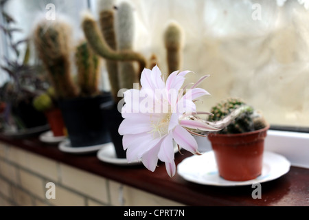 Val marrone da Hove è rimasto scioccato di vedere uno dei suoi cactus fioritura per la prima volta dopo aver nutrito per 25 anni Foto Stock