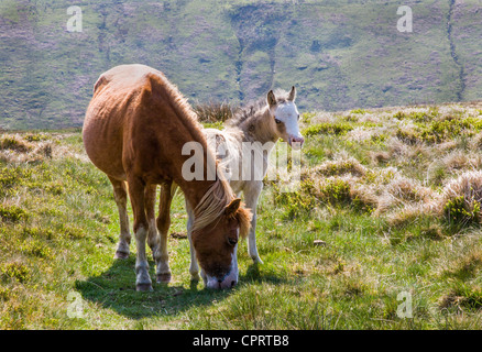 Mare e giovani Brecon pony puledro in montagna nera del Galles del Sud Foto Stock