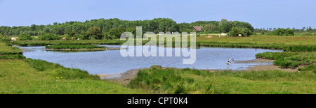 Stagno con anatre e trampolieri presso la riserva naturale Yerseke ulteriori a Zuid-Beveland in Zeeland, Paesi Bassi Foto Stock