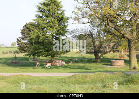 Il pascolo di cervi in Glenfield Lodge Park leicestershire Foto Stock