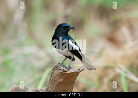 Bel maschio oriental gazza-robin (Copsychus saularis) in piedi su albero morto Foto Stock