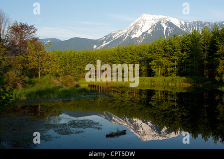 Montare Cheam riflessioni - Agassiz, British Columbia, Canada Foto Stock