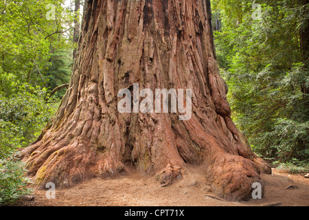 Padre della foresta albero di sequoia. Big Basin Redwoods State Park, California. Foto Stock