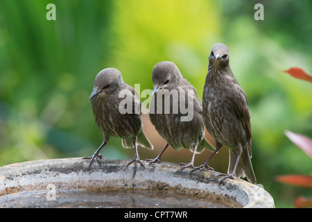 Lo Sturnus vulgaris. I capretti storni di bere da un bagno uccelli. Regno Unito Foto Stock