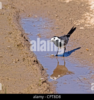 Un Pied Wagtail in piedi in una pozzanghera con la sua riflessione Foto Stock