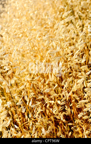 Oat sul campo Giorno d'estate. Foto Stock