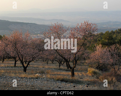 Mandorli in fiore su un tramonto, Spagna Foto Stock