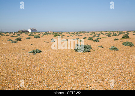 Vegetazione spiaggia di ciottoli con mare kale crescente Shingle Street, Suffolk, Inghilterra Foto Stock