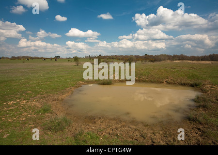 La molla su Greenham Common, vicino a Newbury, Berkshire, Regno Unito Foto Stock