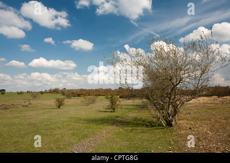 La molla su Greenham Common, vicino a Newbury, Berkshire, Regno Unito Foto Stock