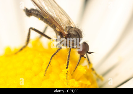 Iddip fly vola empis tesselata irish insetti invertebrati britannico antenne occhi composti parti di bocca testa torace addome veine Foto Stock