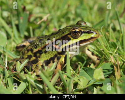 Rana verde seduta in erba pelophylax ridibundus Foto Stock