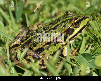 Rana verde seduta in erba pelophylax ridibundus Foto Stock