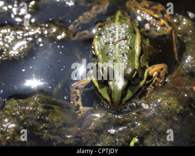 Rana verde seduta in acqua pelophylax ridibundus Foto Stock