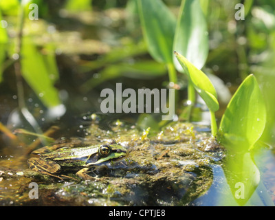 Rana verde seduto nell'acqua di uno stagno pelophylax ridibundus Foto Stock