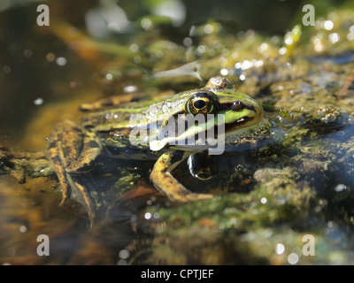 Rana verde seduta in acqua pelophylax ridibundus Foto Stock