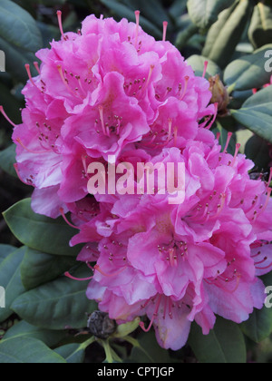 Close up di rosa fiori di rododendro Bleskensgraaf, Paesi Bassi Foto Stock