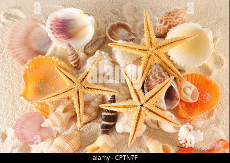 Gruppo di conchiglie, starfishes sulla sabbia Foto Stock