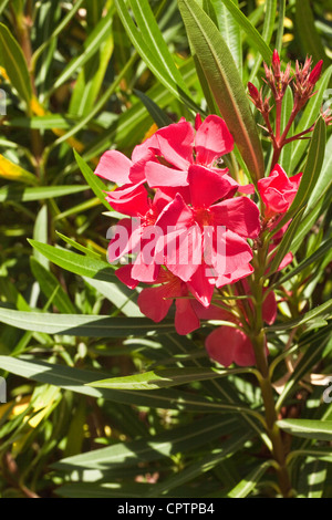 Fiori : rosa di alloro (Nerium oleander) Foto Stock