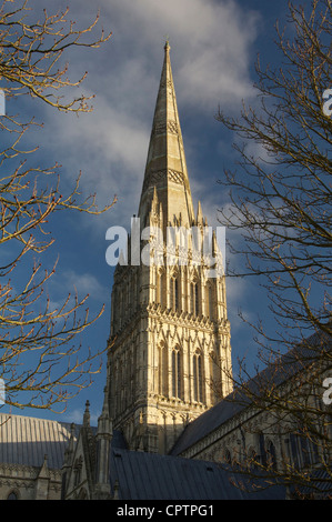 La Cattedrale di Salisbury bagnata in chiara luce del sole invernale, le sue alte ed eleganti guglia medievale rivolta verso il cielo. Wiltshire, Inghilterra, Regno Unito. Foto Stock