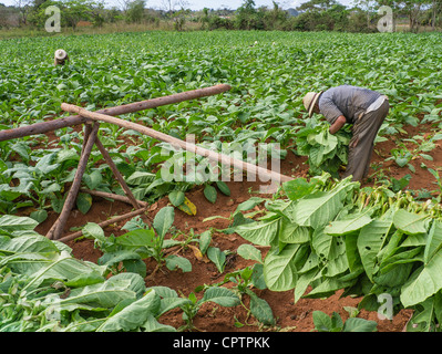 Due più anziani cubani maschio adulto braccianti agricoli tabacco raccolto nel verde dei campi con terra rossa nei pressi di Viñales nella parte occidentale di Cuba. Foto Stock