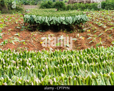 Appena raccolte verdi foglie di tabacco secco in un campo di Viñales, Cuba. Foto Stock