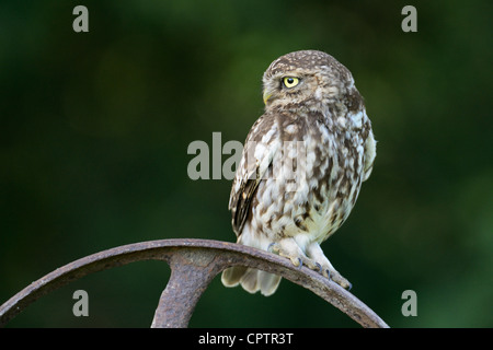 Piccolo gufo Foto Stock