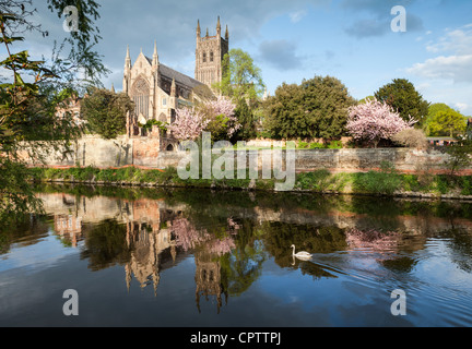 Cattedrale di Worcester in Worcestershire, Inghilterra, visto attraverso il fiume Severn in una bella serata primaverile Foto Stock