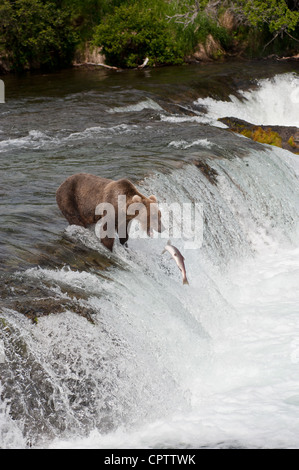 Orso grizzly in piedi o bordo di Brooks Falls, Alaska circa per la cattura di un salmone nella sua bocca Foto Stock