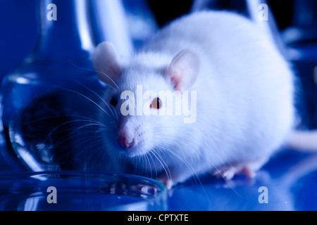 I ratti di laboratorio. Esperimenti sugli animali Foto Stock