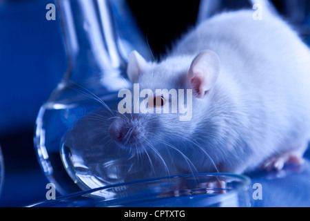 I ratti di laboratorio. Esperimenti sugli animali Foto Stock