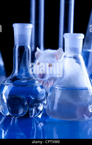 I ratti di laboratorio. Esperimenti sugli animali Foto Stock