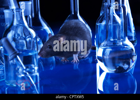 I ratti di laboratorio. Esperimenti sugli animali Foto Stock