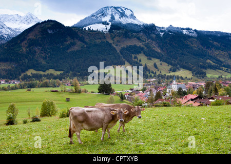 Tradizionale alpino il bestiame nelle Alpi Bavaresi, Germania Foto Stock