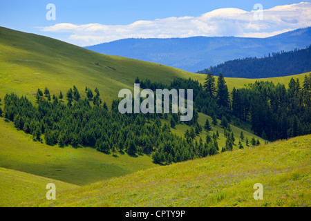 Nazionale gamma Bison Wildlife Refuge prateria di rotolamento pendii piegato con dispersi i margini della foresta Foto Stock