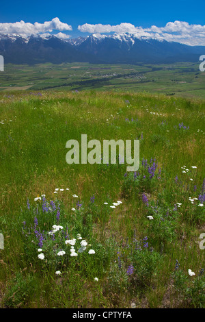 Nazionale gamma Bison Wildlife Refuge prateria di rotolamento su pendii con fiori estivi sotto cumuli di nuvole Foto Stock