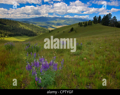 Nazionale gamma Bison Wildlife Refuge prateria di rotolamento su pendii con fiori estivi sotto cumuli di nuvole Foto Stock