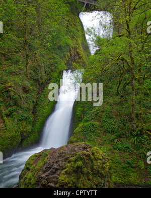 Mount Hood National Forest, o molla: flusso di velo nuziale cade in un muschio coperto canyon Foto Stock