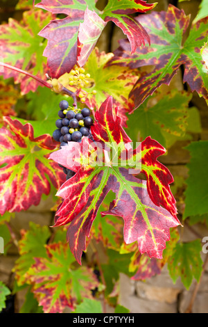 Uve mature su un vitigno sul muro di pietra nel giardino di campagna a Swinbrook in Cotswolds, Oxfordshire, Regno Unito Foto Stock
