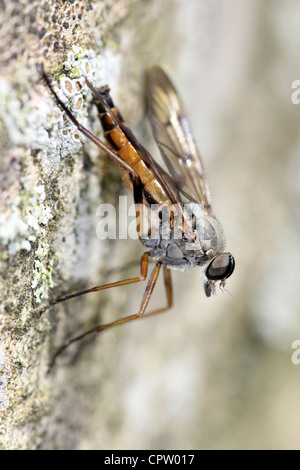 Snipe Fly Rhagio scolopacea in posizione caratteristica dando luogo al loro comune Nome Paese di 'Down-osservatore volare' Foto Stock