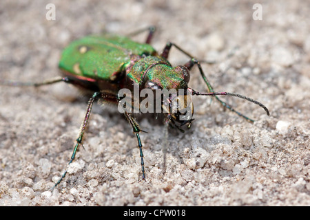 Green Tiger Beetle Cicindela campestris Foto Stock