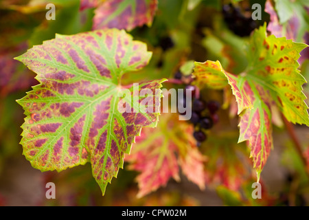Uve mature su un vitigno in country garden a Swinbrook in Cotswolds, Oxfordshire, Regno Unito Foto Stock