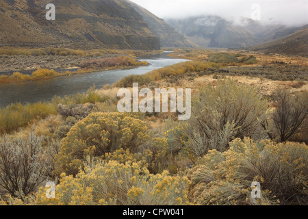 Gilliam County, o John giorno fiume scorre attraverso il eroso colline di pioppi neri americani Canyon con salvia e spazzola di coniglio Foto Stock