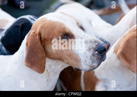 Foxhounds di Heythrop Hunt in Stow-su-il-Wold, Gloucestershire per il tradizionale Capodanno Hunt si incontrano, il Costwolds, REGNO UNITO Foto Stock