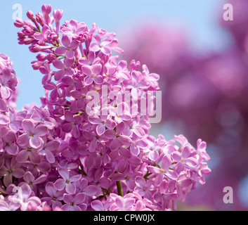 Ramo verde con molla fiori lilla Foto Stock