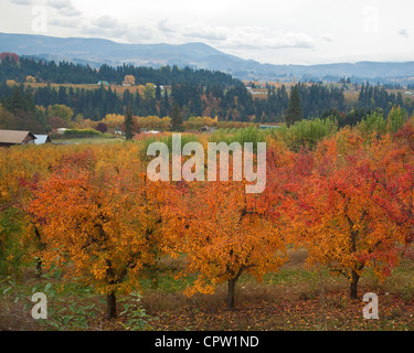 Oregon frutteto (Bartlett pera) in luminosi colori di caduta con creste di fattoria del cofano sulla Valle del fiume nella distanza Foto Stock