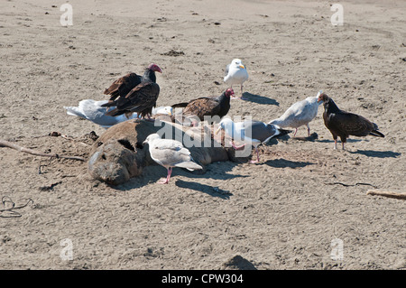 La Northern Elephant guarnizioni, Mirounga angustirostris, a PIEDRAS BLANCAS rookery sulla costa centrale della California. Foto Stock