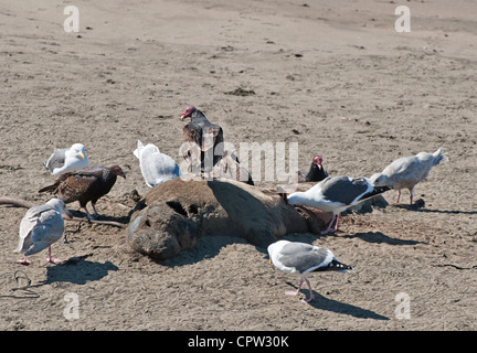 La Northern Elephant guarnizioni, Mirounga angustirostris, a PIEDRAS BLANCAS rookery sulla costa centrale della California. Foto Stock